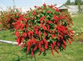 Firetail
